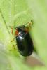 Smaragdina aurita